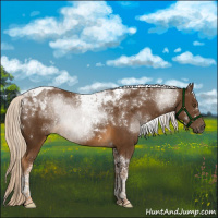Horse Color:Chocolate Palomino Tobiano 