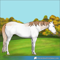Horse Color:Gold Champagne Roan Splash 