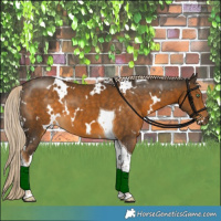 Horse Color:White Spotted Chocolate Palomino Mushroom Tobiano 