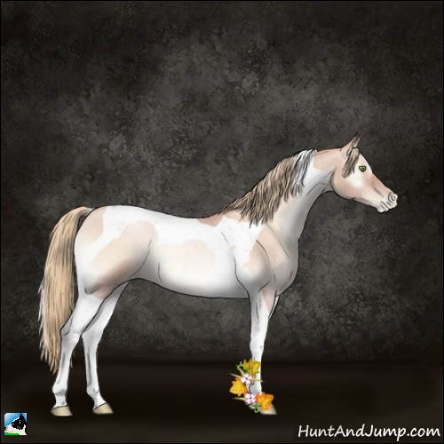 Horse Color:Gold Champagne Roan Pearl Onyx Tobiano 