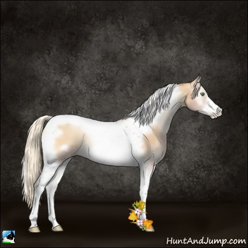 Horse Color:Palomino Pearl Onyx Tobiano Frame