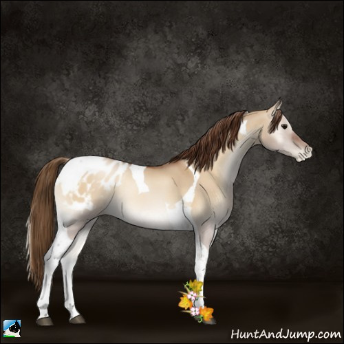 Horse Color:Gray Grullo Pearl Onyx Tobiano Appaloosa 