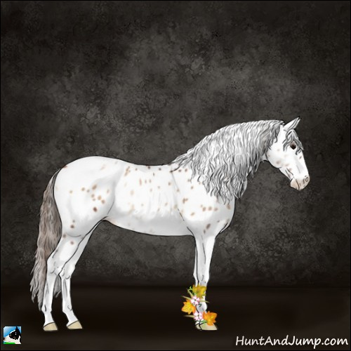 Horse Color:Blue Onyx Pearl Tobiano Appaloosa 