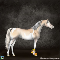 Horse Color:Palomino Pearl Onyx Tobiano