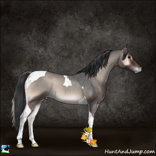 Horse Color:Blue Onyx Roan Tobiano 