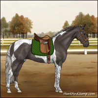 Horse Color:Silver Black Tobiano Rabicano 