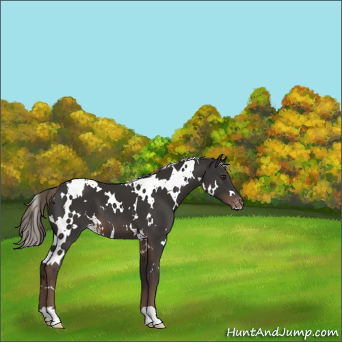 Horse Color:White Spotted Liver Chestnut Mushroom Appaloosa 