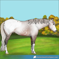 Horse Color:Gray Silver Bay Snowcap 