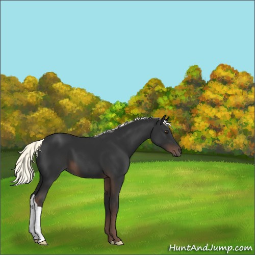 Horse Color:Liver Chestnut Mushroom 