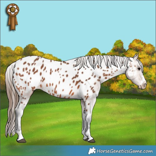 Horse Color:Bay Appaloosa 