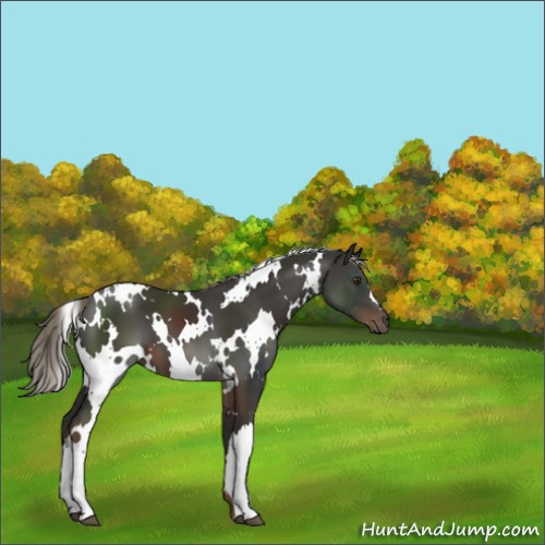 Horse Color:White Spotted Liver Chestnut Mushroom 