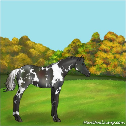 Horse Color:White Spotted Liver Chestnut Mushroom 