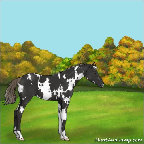 Horse Color:White Spotted Liver Chestnut Mushroom 