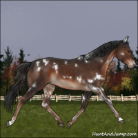 Horse Color:White Spotted Liver Chestnut 