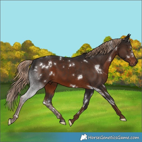Horse Color:White Spotted Liver Chestnut 