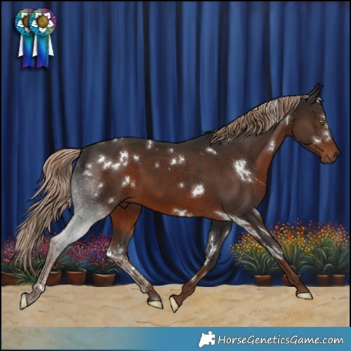 Horse Color:White Spotted Liver Chestnut 
