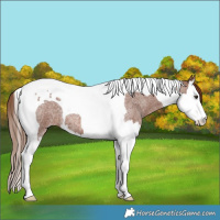 Horse Color:Red Roan Splash Tobiano 
