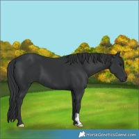 Horse Color:Black 