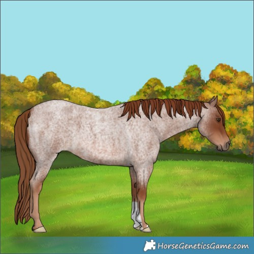 Horse Color:Red Roan