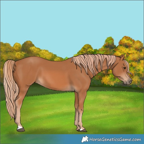 Horse Color:Chestnut 