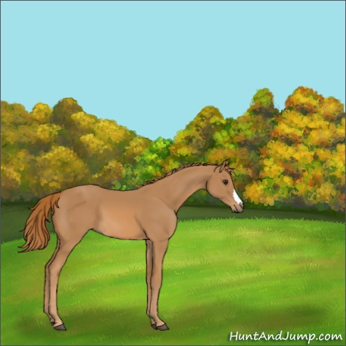 Horse Color:Chestnut 