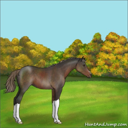 Horse Color:Liver Chestnut Mushroom 
