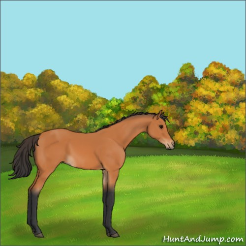 Horse Color:Bay 