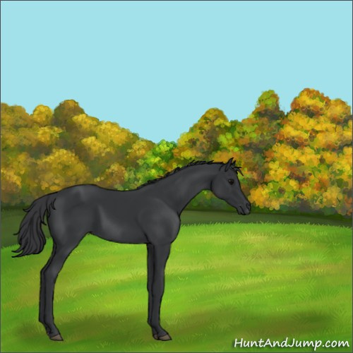 Horse Color:Black 