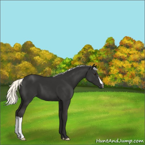 Horse Color:Liver Chestnut Mushroom 