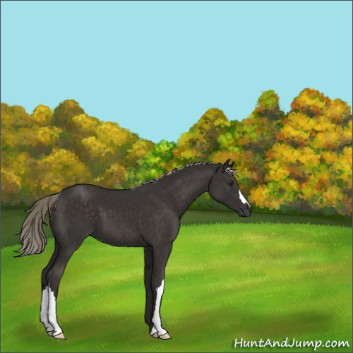 Horse Color:Liver Chestnut Mushroom 