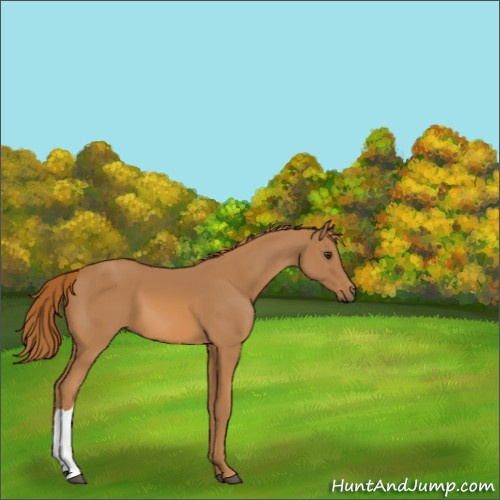 Horse Color:Chestnut 