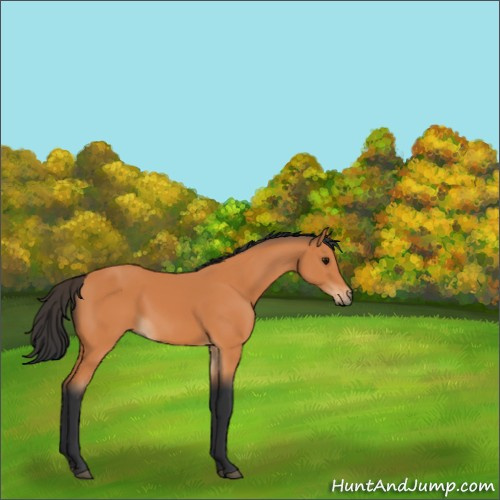 Horse Color:Bay 
