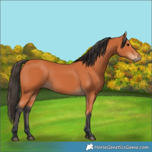 Horse Color:Bay 