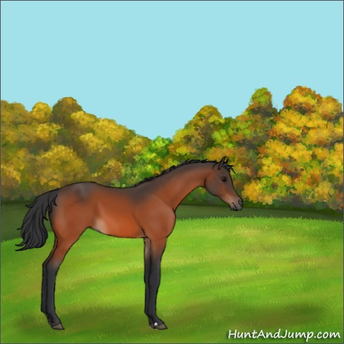Horse Color:Bay 