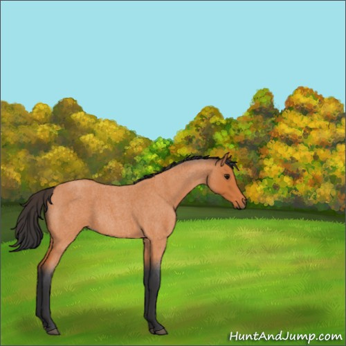 Horse Color:Bay Roan 