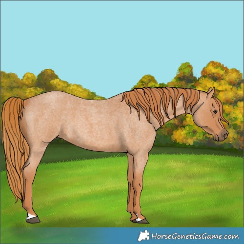 Horse Color:Red Roan 