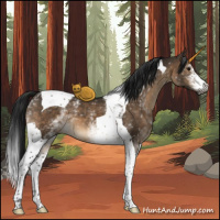 Horse Color:Gray White Spotted Brown Dun Tobiano 