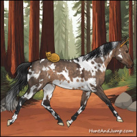 Horse Color:White Spotted Brown Dun 