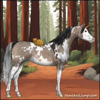 Horse Color:White Spotted Brown Dun Splash 