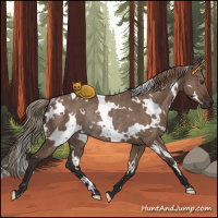 Horse Color:White Spotted Liver Red Dun Rabicano 
