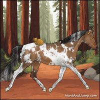 Horse Color:Gray White Spotted Liver Red Dun Tobiano 