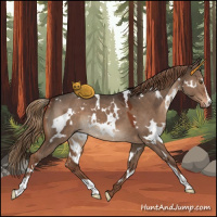 Horse Color:White Spotted Liver Red Dun Sabino 