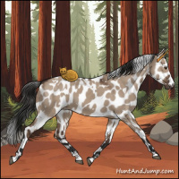 Horse Color:White Spotted Liver Red Dun Appaloosa 