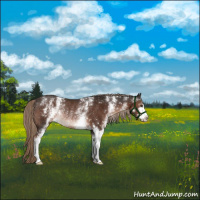 Horse Color:White Spotted Liver Chestnut Sabino Rabicano