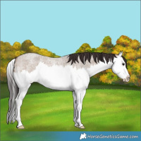 Horse Color:Brown Roan Dun Splash 