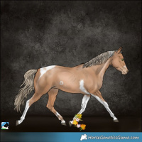 Horse Color:Chestnut Pearl Tobiano 
