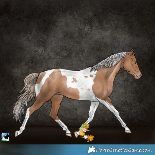 Horse Color:Liver Chestnut Pearl Tobiano Rabicano