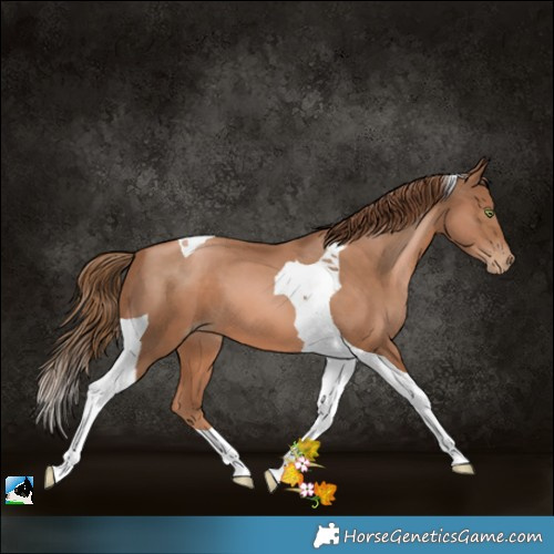 Horse Color:Liver Chestnut Pearl Tobiano
