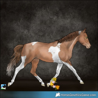 Horse Color:Liver Chestnut Pearl Tobiano