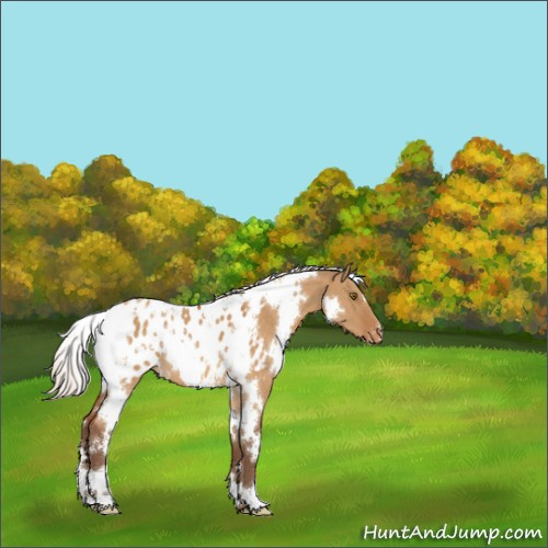 Horse Color:White Spotted Silver Buckskin Dun Mushroom Appaloosa 